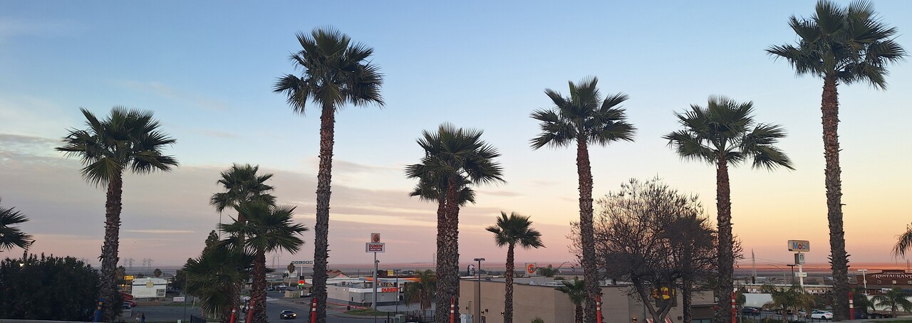 palms